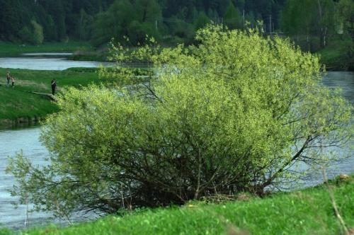 Листья тальника. Как выглядит дерево тальник