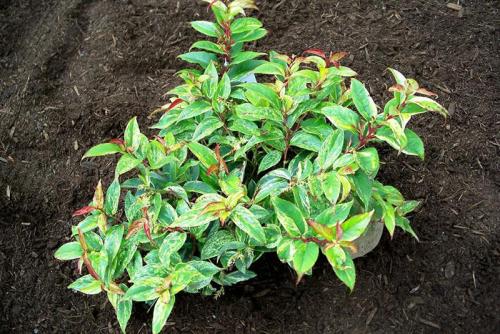 Леукотоэ рейнбоу. Как посадить и вырастить кустарник леукотоэ рейнбоу