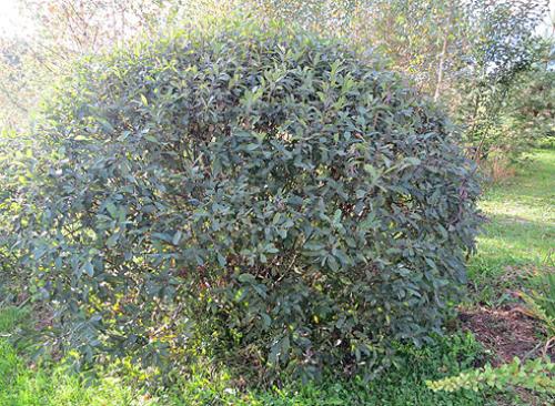 Ива. Самые красивые виды и сорта ив для ландшафтного дизайна: личный опыт Ларисы Масловой