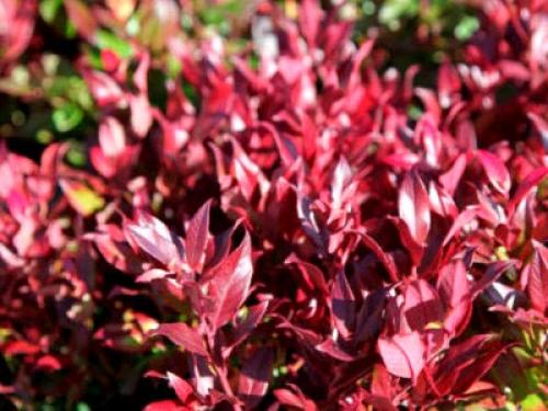 Леукотоэ кэтсби зеблит. Сорта и виды леукотоэ 01