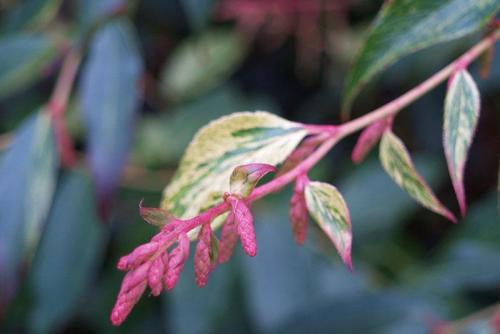 Леукотоэ рейнбоу. Как посадить и вырастить кустарник леукотоэ рейнбоу