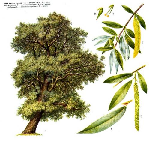 Ива листья. Ботаническое описание