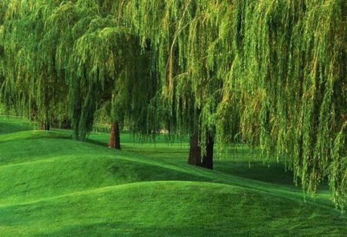 Как выглядит дерево тальник и что у него общего с ивой. Ива белая