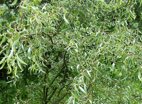 Ива. Самые красивые виды и сорта ив для ландшафтного дизайна: личный опыт Ларисы Масловой