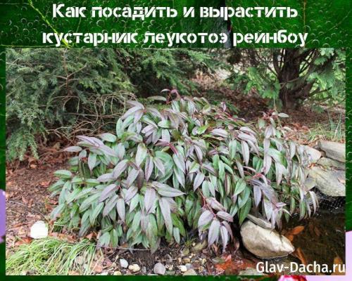 Леукотоэ рейнбоу. Как посадить и вырастить кустарник леукотоэ рейнбоу