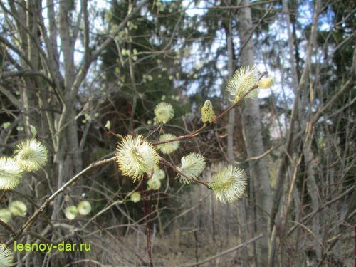 Как цветет тальник. Как цветет ива козья?