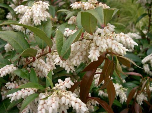 Леукотоэ в ландшафтном дизайне. Ботаническое описание и родина растения