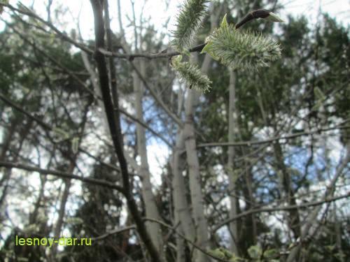 Как цветет тальник. Как цветет ива козья?