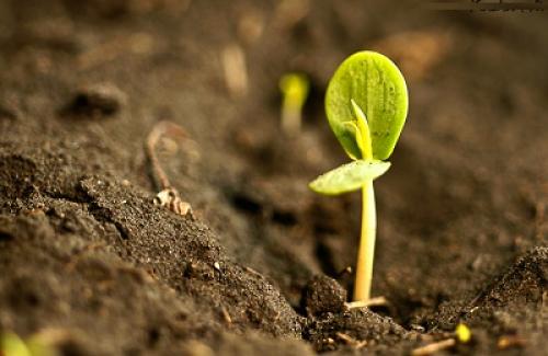 Как вырастить чернослив из косточки на даче.  Размножение сливы черенками 04 Как вырастить чернослив из косточки на даче.  Размножение сливы черенками 04