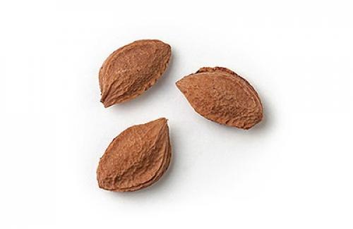 Как вырастить чернослив из косточки на даче.  Размножение сливы черенками 02 Как вырастить чернослив из косточки на даче.  Размножение сливы черенками 02