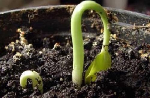 Как вырастить чернослив из косточки на даче.  Размножение сливы черенками 03 Как вырастить чернослив из косточки на даче.  Размножение сливы черенками 03