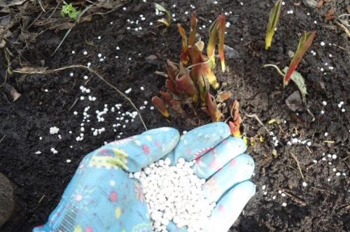 Какие удобрения вносить осенью под перекопку. Органические удобрения, используемые для внесения осенью 11 Какие удобрения вносить осенью под перекопку. Органические удобрения, используемые для внесения осенью 11