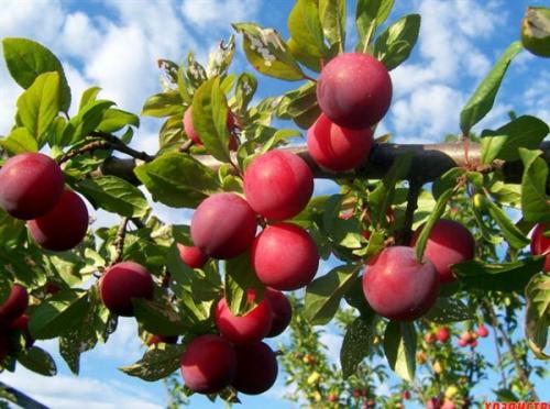 Чернослив посадка и уход в открытом грунте. Условия выращивания 21