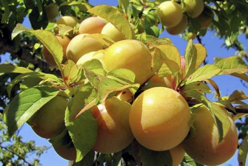 Чернослив поздний. Сорта слив – 60 сортов 2022 года с описанием и фото