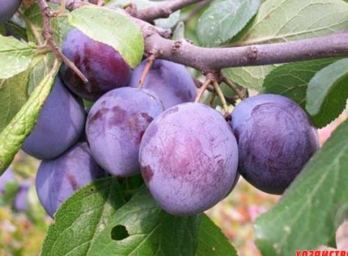Чернослив посадка и уход в открытом грунте. Условия выращивания 20