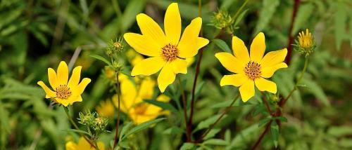 Особенности выращивания и ухода. Особенности выращивания сельдерея листового 04