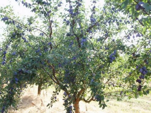 Чернослив посадка и уход в открытом грунте. Условия выращивания