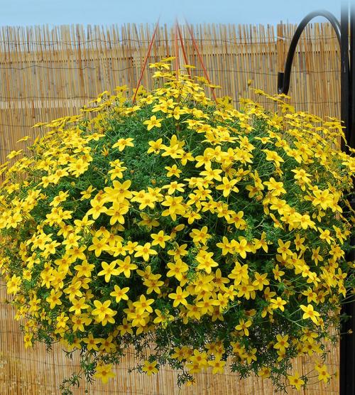 Как черенковать биденс. Описание внешнего вида биденса