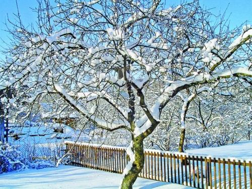 Чернослив посадка и уход в открытом грунте. Условия выращивания