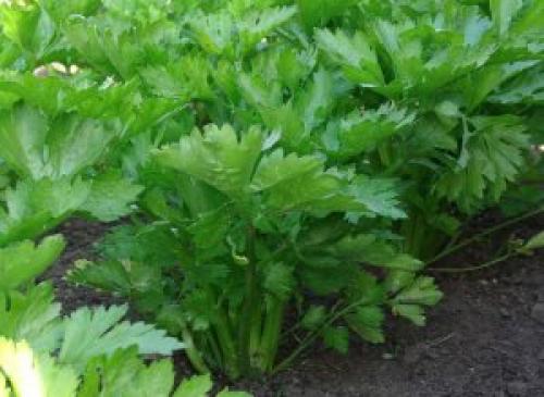 Особенности выращивания и ухода. Особенности выращивания сельдерея листового