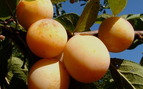 Чернослив поздний. Сорта слив – 60 сортов 2022 года с описанием и фото