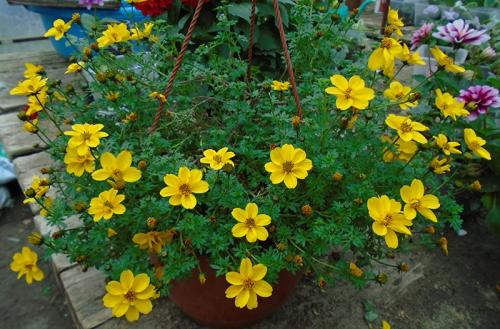 Как черенковать биденс. Описание внешнего вида биденса