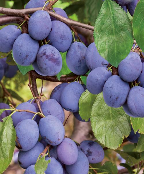 Чернослив поздний. Сорта слив – 60 сортов 2022 года с описанием и фото