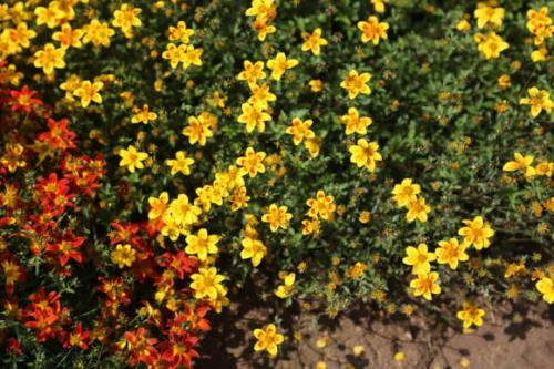 Череда декоративная. Посадка биденса или череды ферулелистной