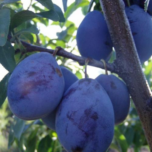 Чернослив поздний. Сорта слив – 60 сортов 2022 года с описанием и фото
