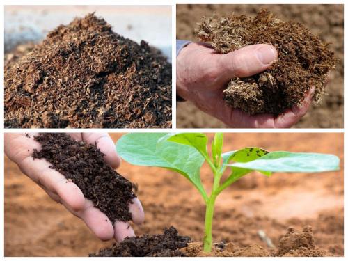 Чем удобрить истощенную землю. Внесение в грунт перегноя