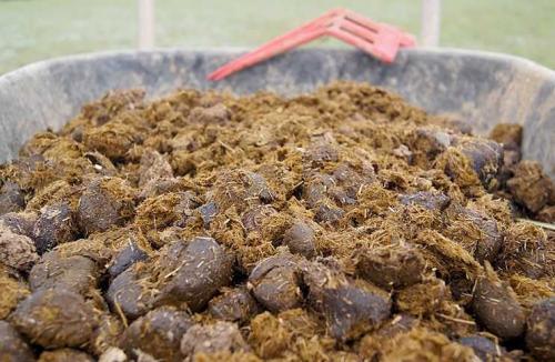 Какой навоз и в каких случаях применять. Конский навоз 01