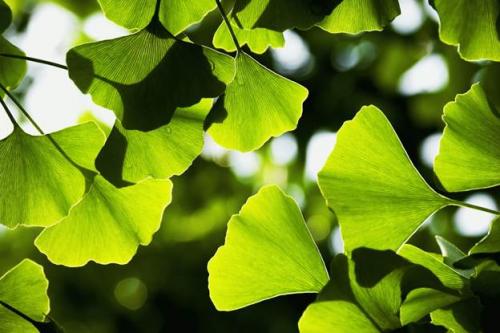 Гинкго билоба: выращивание. Где растет дерево гинкго