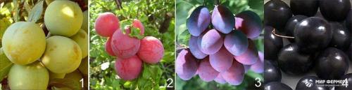 13 важных вопросов о посадке и выращивании сливы. Уход и выращивание сливы в домашних условиях 02 13 важных вопросов о посадке и выращивании сливы. Уход и выращивание сливы в домашних условиях 02