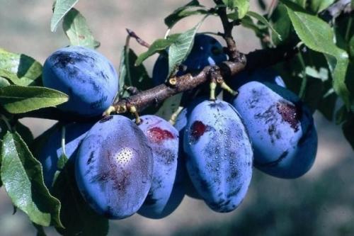 Самоплодные сорта сливы. 19 лучших самоплодных сортов сливы