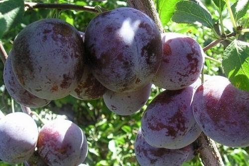 Самоплодные сорта сливы. 19 лучших самоплодных сортов сливы