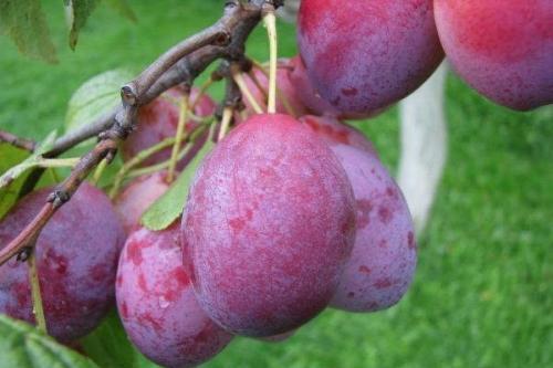 Самоплодные сорта сливы. 19 лучших самоплодных сортов сливы