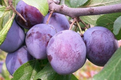 Самоплодные сорта сливы. 19 лучших самоплодных сортов сливы