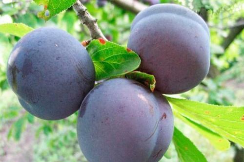 Самоплодные сорта сливы. 19 лучших самоплодных сортов сливы