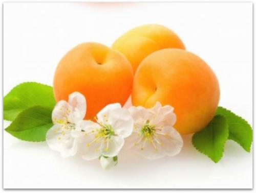 13 важных вопросов о посадке и выращивании сливы. Уход и выращивание сливы в домашних условиях 03 13 важных вопросов о посадке и выращивании сливы. Уход и выращивание сливы в домашних условиях 03