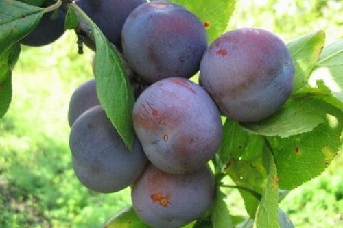 Самоплодные сорта сливы. 19 лучших самоплодных сортов сливы