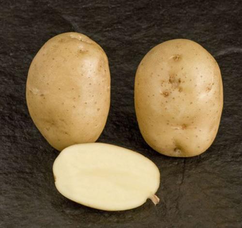 Каталог сортов картофеля. Урожайные сорта картофеля 2022 — описание с фото