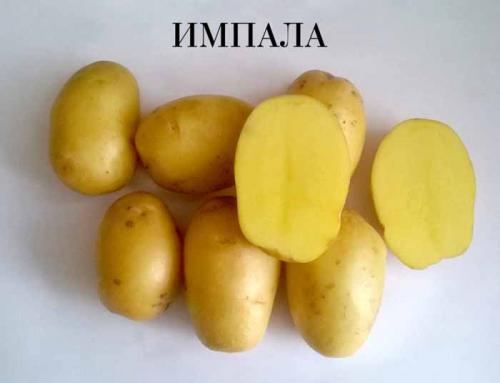 Сорта картофеля в россии. Рассыпчатые сорта картофеля – ТОП-20 2022 года