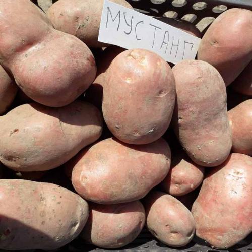 Сорта картофеля в россии. Рассыпчатые сорта картофеля – ТОП-20 2022 года