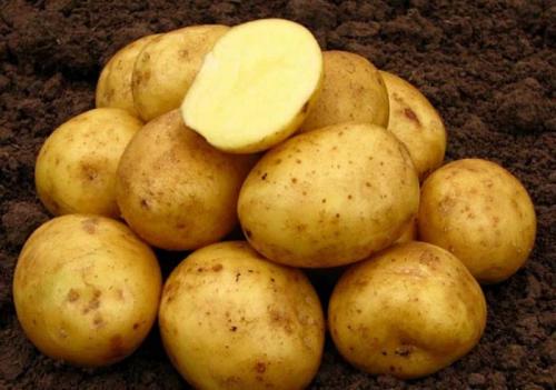 Каталог сортов картофеля. Урожайные сорта картофеля 2022 — описание с фото