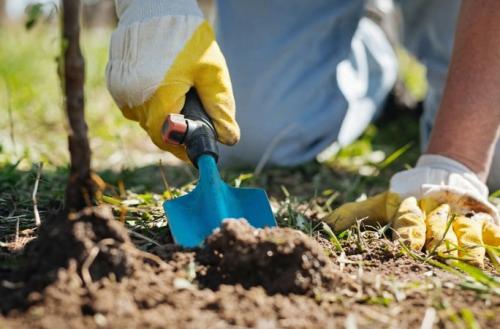 Почему навоз вносят в почву осенью. Когда и как правильно вносить осенние удобрения для подкормки и для улучшения плодородия почвы