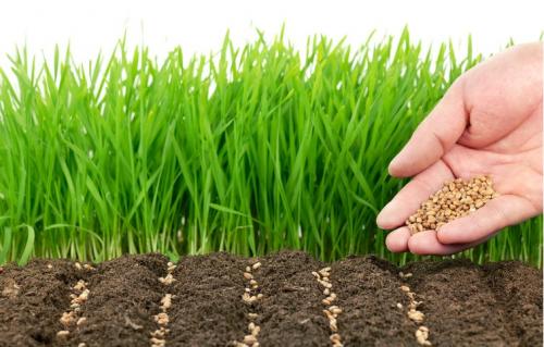 Как вносить навоз осенью под деревья. Органические