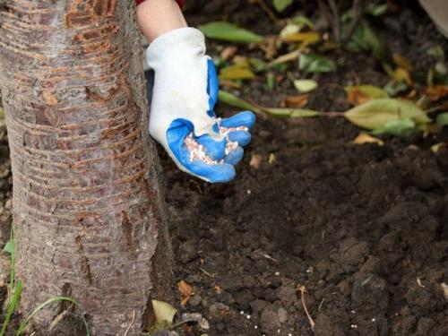 Почему навоз вносят в почву осенью. Когда и как правильно вносить осенние удобрения для подкормки и для улучшения плодородия почвы