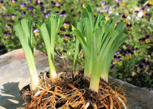 Посадка и пересадка лилейников. Выбор и подготовка места