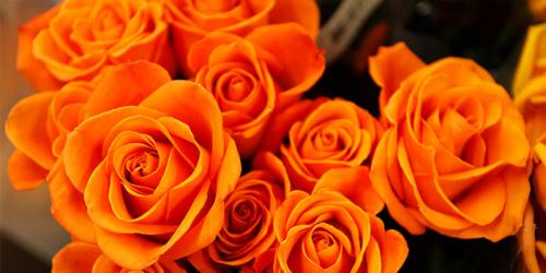 Бордовые розы и темно-красные. Купить бордовую розу. Бордовая роза цена. 06