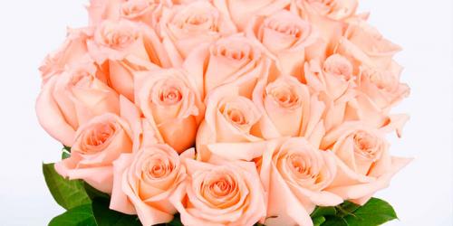 Бордовые розы и темно-красные. Купить бордовую розу. Бордовая роза цена. 10